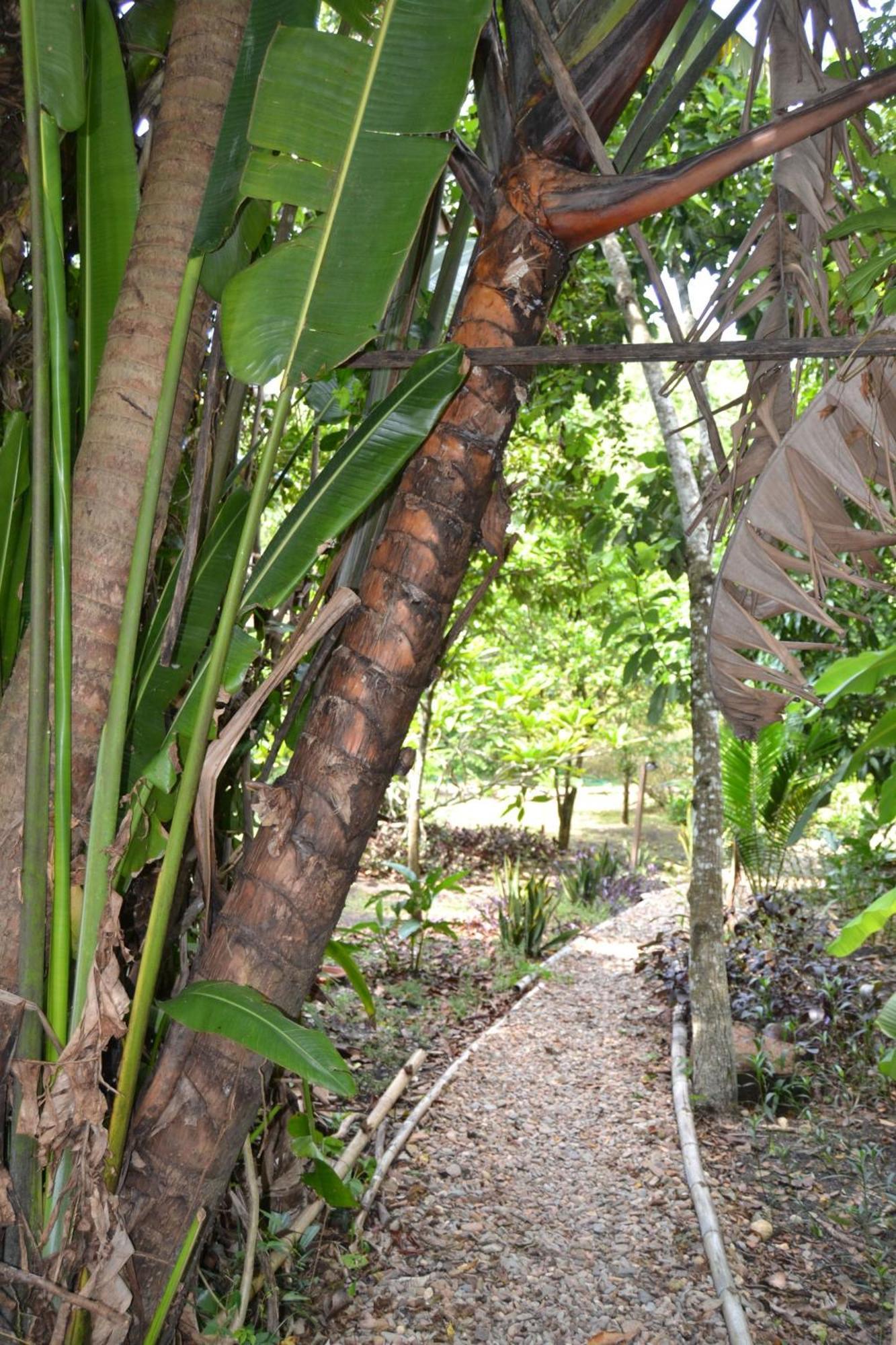 Iguana Roost Tourism Gold Standard Fully Equipped Two Bedroom Cabin San Ignacio Εξωτερικό φωτογραφία